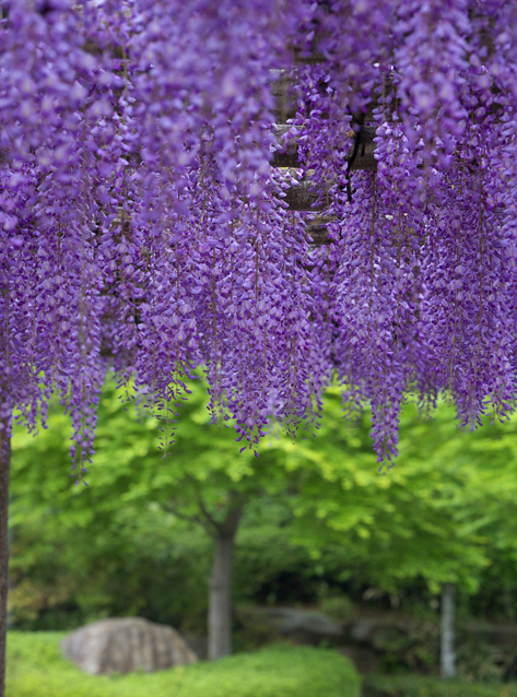 Wisterias (Fuji)  These flowers were planted in the Kameido Tenjin Shrine during the Edo period. They begin blooming each year in late April.