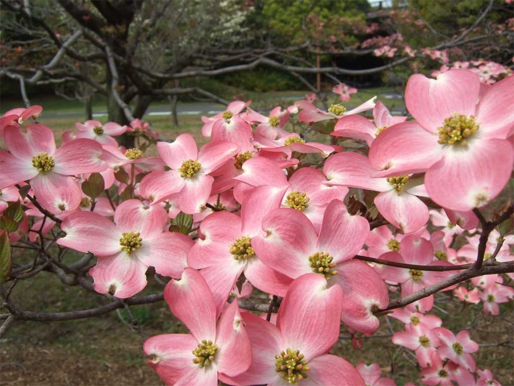 Flowering Dogwood (Hanamizuki)  These trees were first gifted to Tokyo 100 years ago, as a thank-you for the cherry blossoms planted in Washington, D.C. Today they can be seen blossoming around the city around April-May.