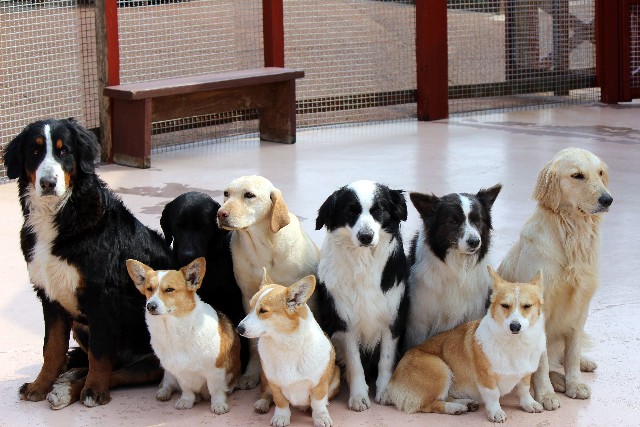 Keeping Pets in Japan