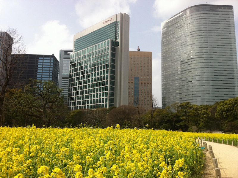 Rapeseed blossoms (nanohana) in Hama-rikyu Gardens. Best viewed in mid-March.