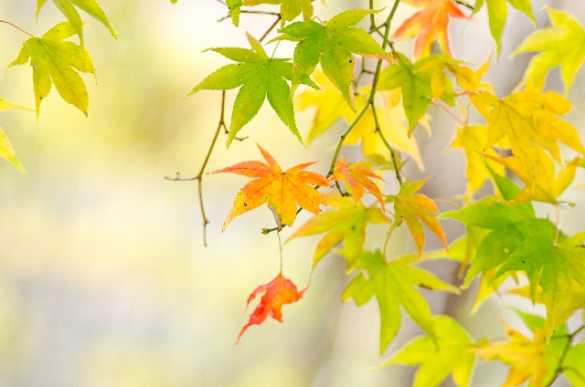 Japanese maple leaves