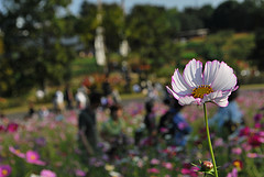 Photo_ShowaKinenPark_Cosmos