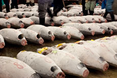 Photo_TsukijiFishMarket