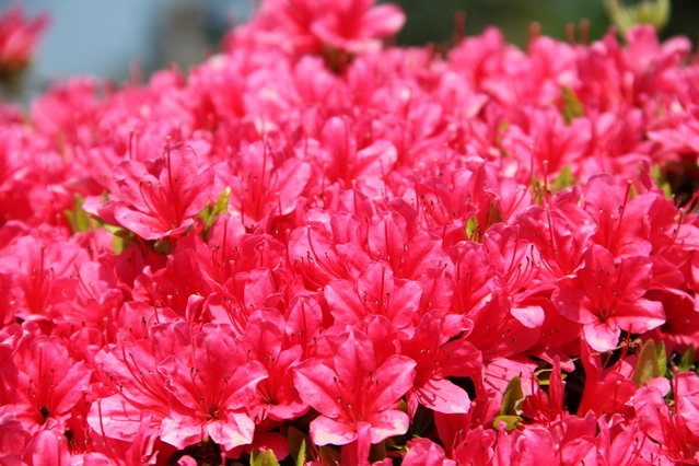 Azaleas (Tsutsuji) begin to bloom after the cherry blossoms fall, and last from mid-April to early May. Nezu Shrine will hold an Azalea Festival from April 11 to May 6.