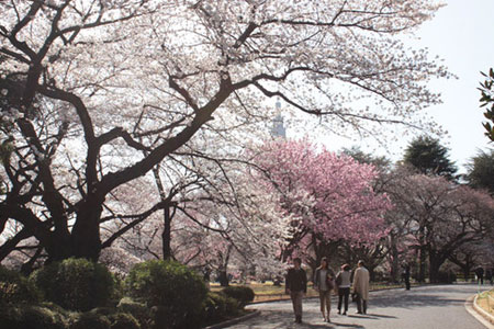 Shinjuku Gyoen