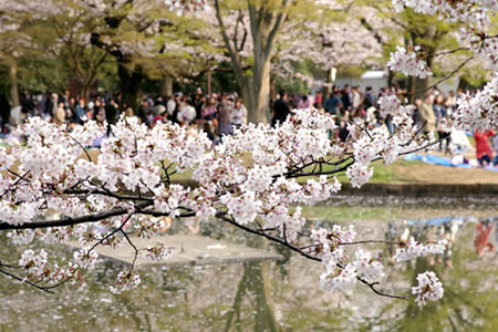 Yoyogi Park