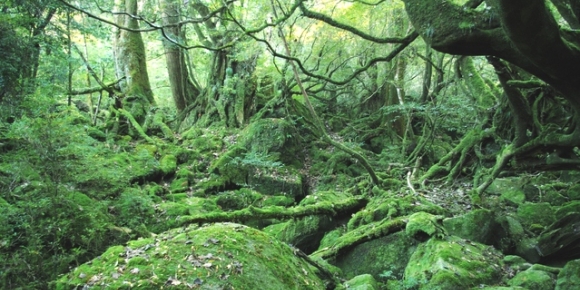 World Heritage: Yakushima Island